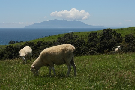 flock of sheep grazing on grassy hills in New Zealandの写真素材