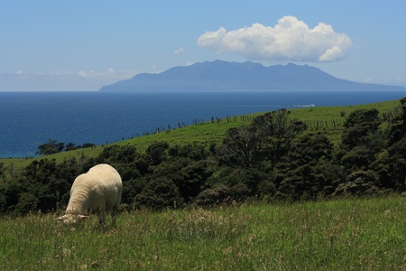 sheep grazing on grassy hill in New Zealandの写真素材