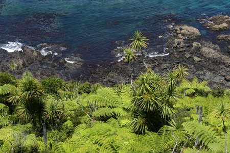 tropical forest on New Zealand coastの写真素材