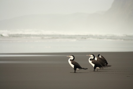 three Australian Pied  Cormorantsの写真素材