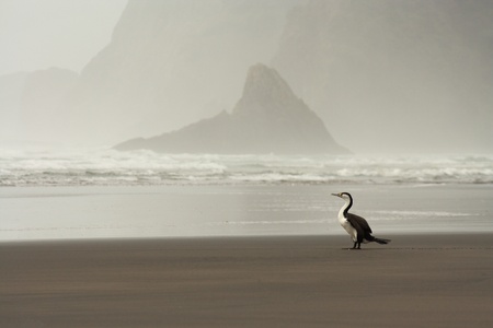 Australian Pied Cormorantの写真素材
