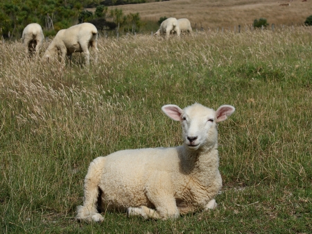lazy sheepの写真素材