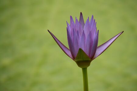 blue water lily の写真素材