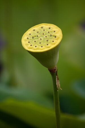 isolated lotus seed podの写真素材