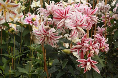 pink and white lilliesの写真素材