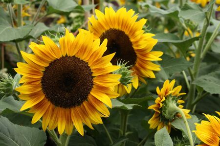 detail of sunflower headsの写真素材