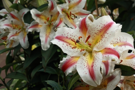 oriental hybrid lilliesの写真素材
