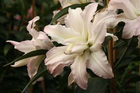 detail of white hybrid lilliesの写真素材