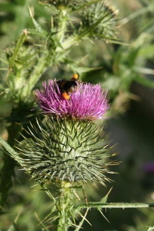 bumblebee pollinating thistleの写真素材