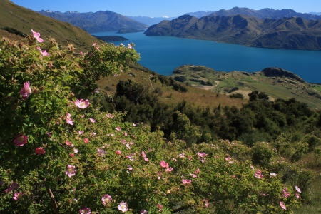 wild rose bushes above lake Haweaの写真素材