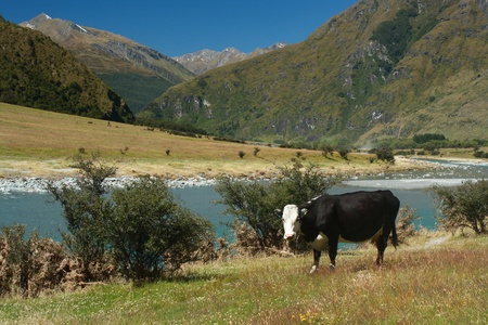 grazing cow at Matukituki river, New Zealandの写真素材