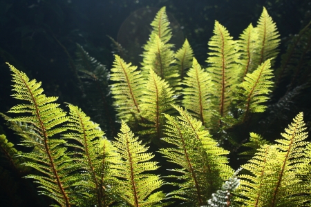 backlit fern leavesの写真素材
