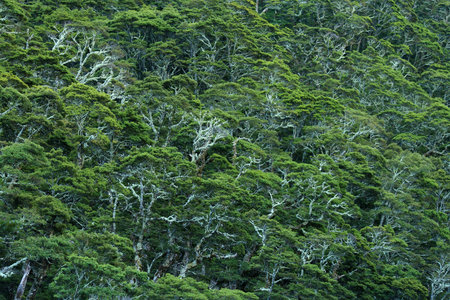 rainforest in New Zealand