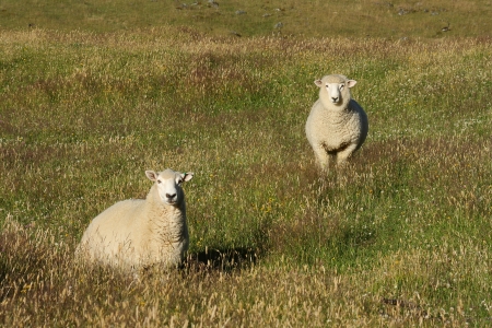 2 sheep standing and watchingの写真素材