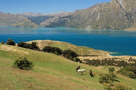 horses grazing above lake Haweaの写真素材