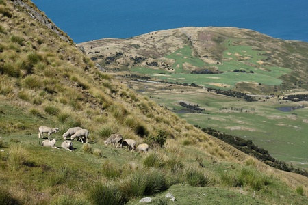 herd of sheep grazing above lake Hawea, New Zealandの写真素材