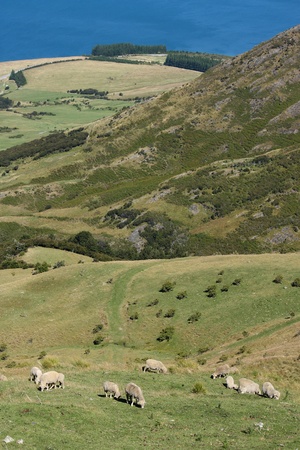 sheep grazing on steep slopesの写真素材