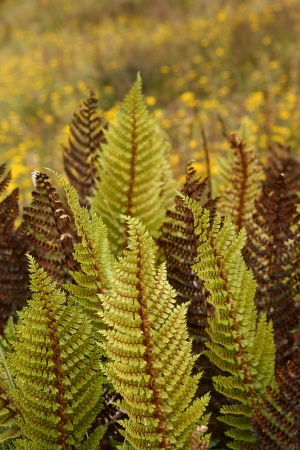 ferns and dandelionsの写真素材