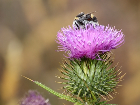 bumblebee and thistleの写真素材