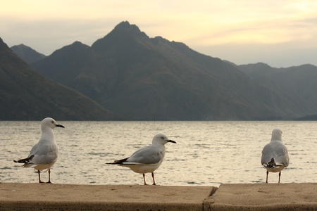 three seagulls at lake Wakatipu, New Zealandの写真素材