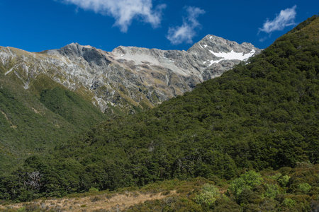 beech forest in Arthur s Pass National Park