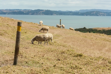 sheep grazing on dry slopeの写真素材