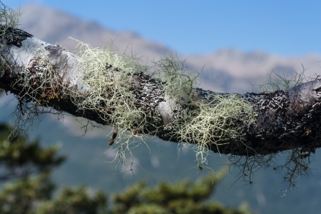 lichen growing on tree branchの写真素材