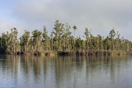 ancient trees reflecting in lake Brunnerの写真素材