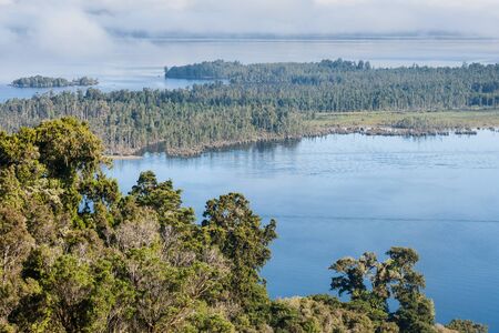 Podocarp forest at lake Brunnerの写真素材