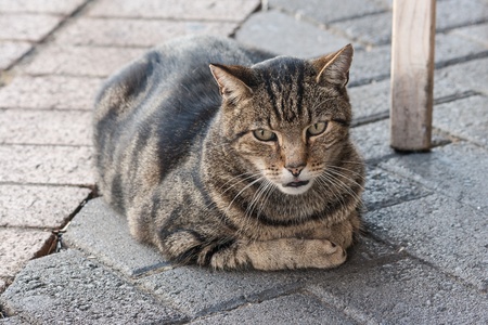 resting tabby catの写真素材