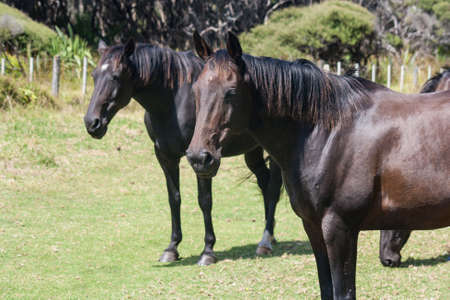 grazing black horsesの写真素材