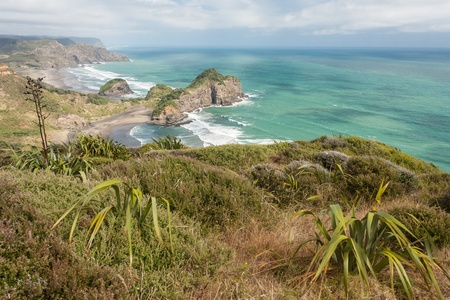 harakeke plants growing on New Zealand coastの写真素材
