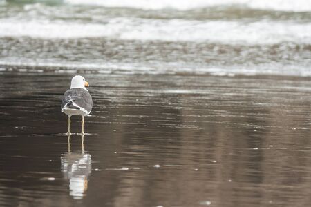 seagull on the beachの写真素材