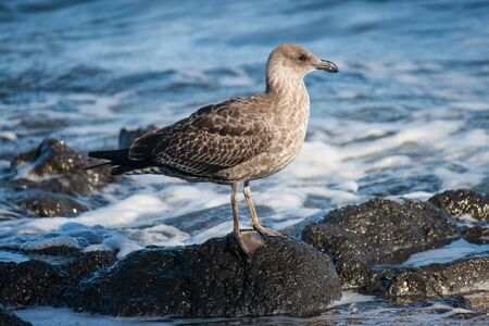 young seagull standing on stoneの写真素材