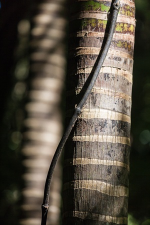 palm tree trunksの写真素材