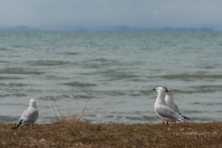 three red-billed seagullsの写真素材
