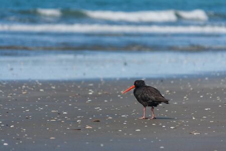 New Zealand oystercatcherの写真素材