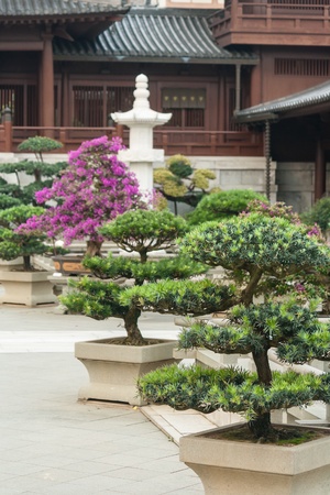 bonsai trees in Chi Lin nunnery, Hong Kongの写真素材