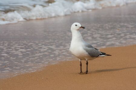 redbilled seagull on beachの写真素材