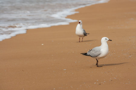gulls courting on beach