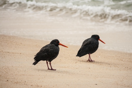 two black oystercatchers on beachの写真素材