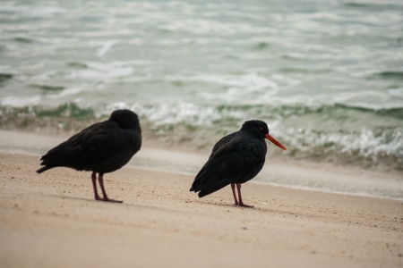 two black oystercatchers standing on beachの写真素材