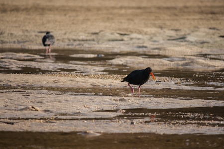 oystercatchers on sandy beachの写真素材