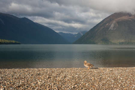 female mallard basking at lake Rotoitiの写真素材
