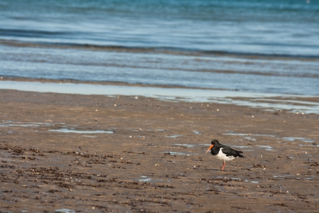 young oystercatcher searching for foodの写真素材