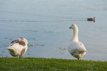 domestic geese resting on riverbankの写真素材
