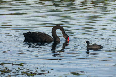 black swan and coot on lakeの写真素材