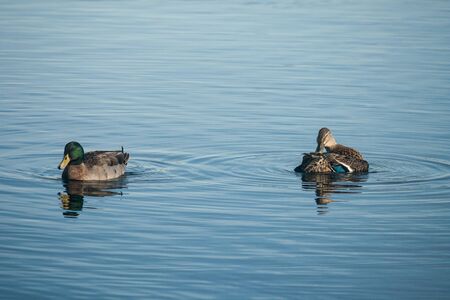 wild ducks floating on lake surfaceの写真素材