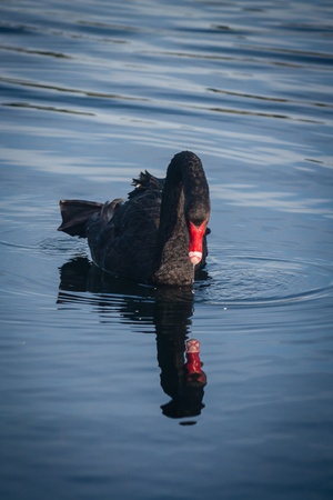 black swan reflecting on lake surfaceの写真素材