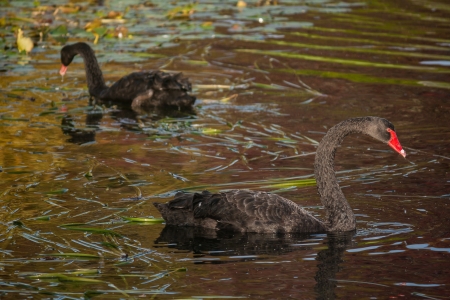 black swans on lakeの写真素材